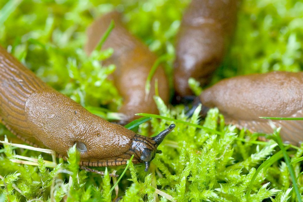 Nacktschnecken Plage Im Garten Was Hilft Dagegen General Anzeiger