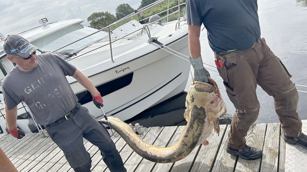 Tonnenweise tote Fische Massensterben in der Jümme müssen wir damit