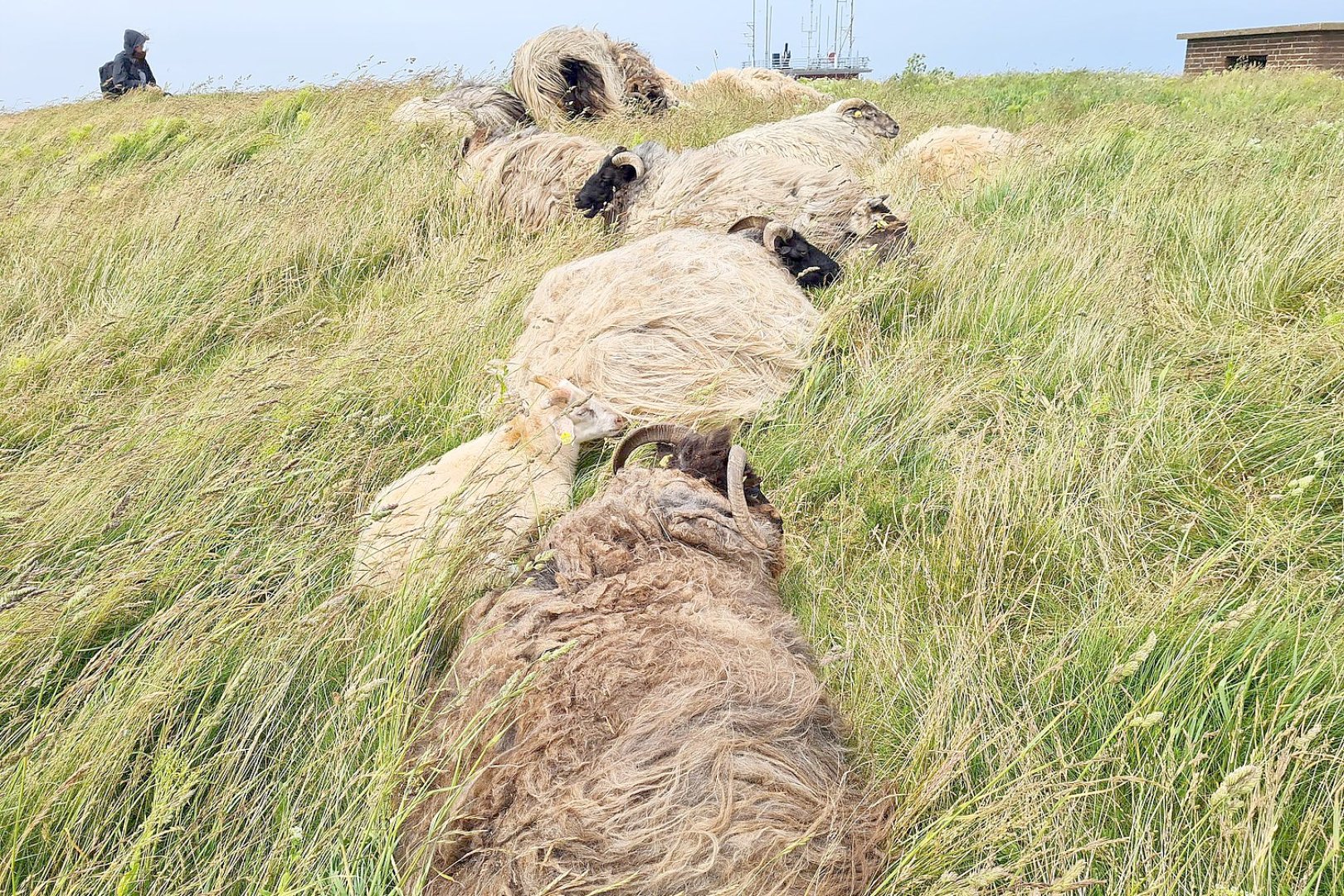 Helgoland mit Kindern erleben - Bild 9