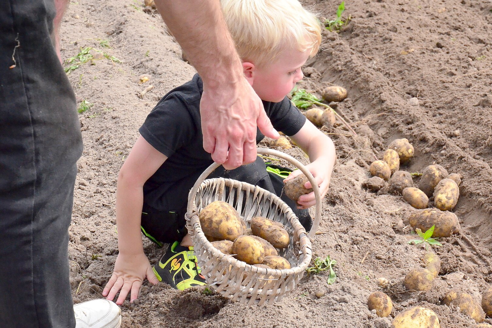 Kartoffelerntefest in Jübberde - Bild 15