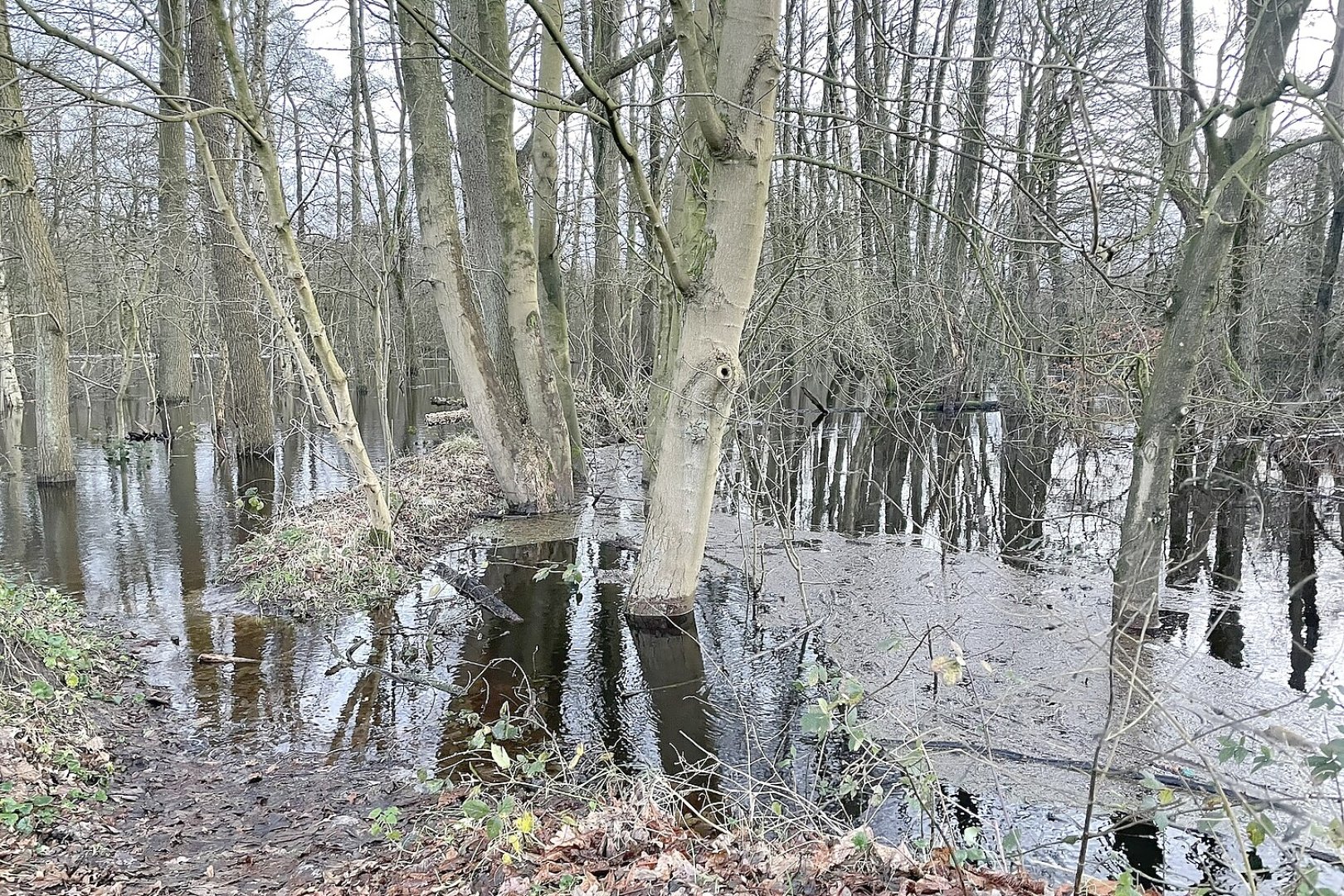 Hochwasser in Langholt - Bild 2