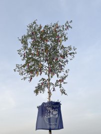 Maibäume – das sind die schönsten Bilder aus Ostfriesland - Bild 20