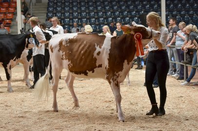 Jungzüchterwettbewerb Leer - Bild 36