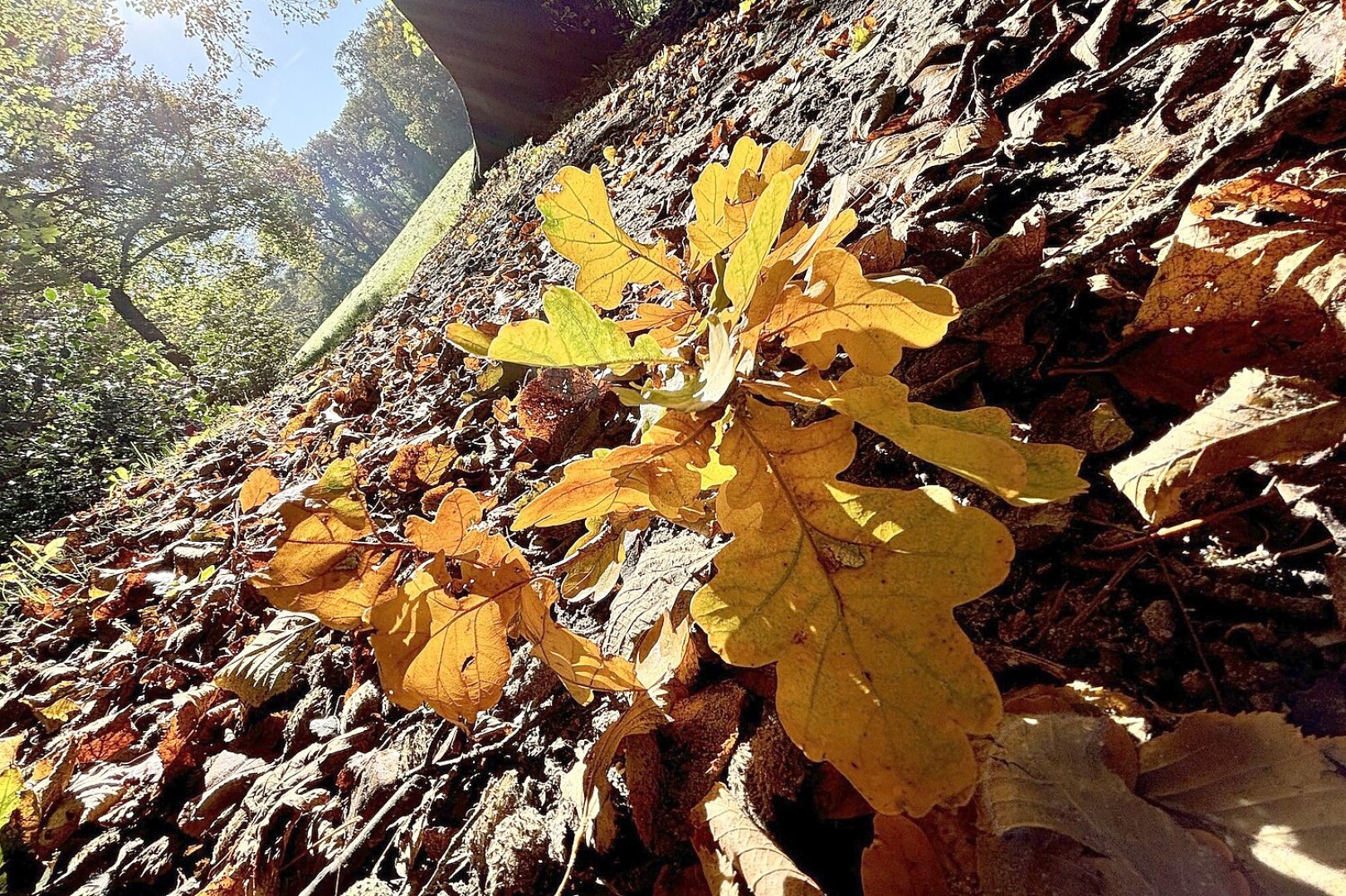 So schön ist der Herbst in Ostfriesland - Bild 4