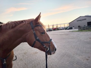 So schön ist der Herbst in Ostfriesland - Bild 76