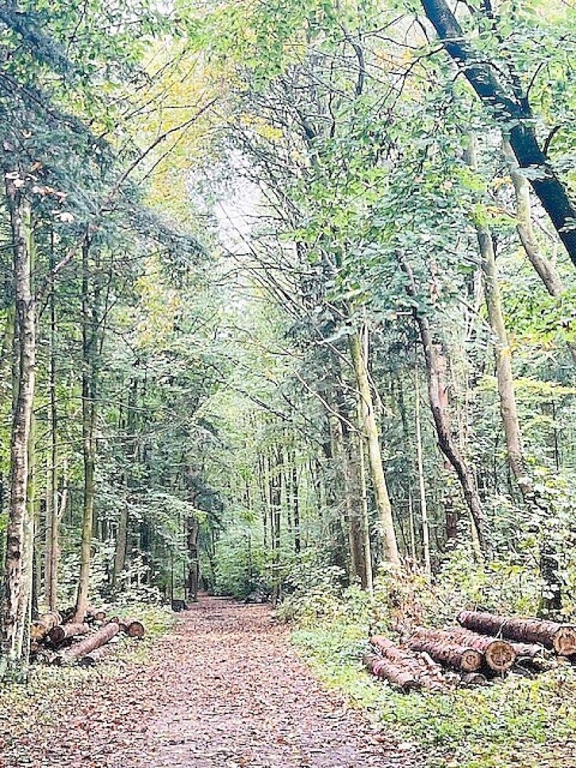 So schön ist der Herbst in Ostfriesland - Bild 96