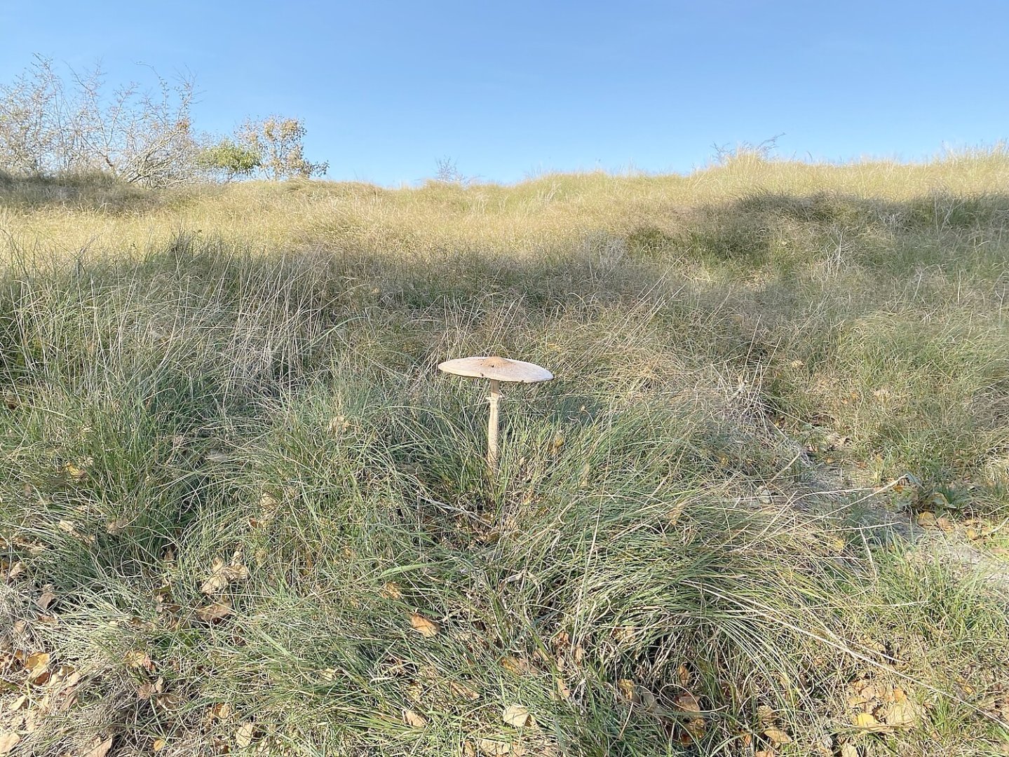 So schön ist der Herbst in Ostfriesland - Bild 113