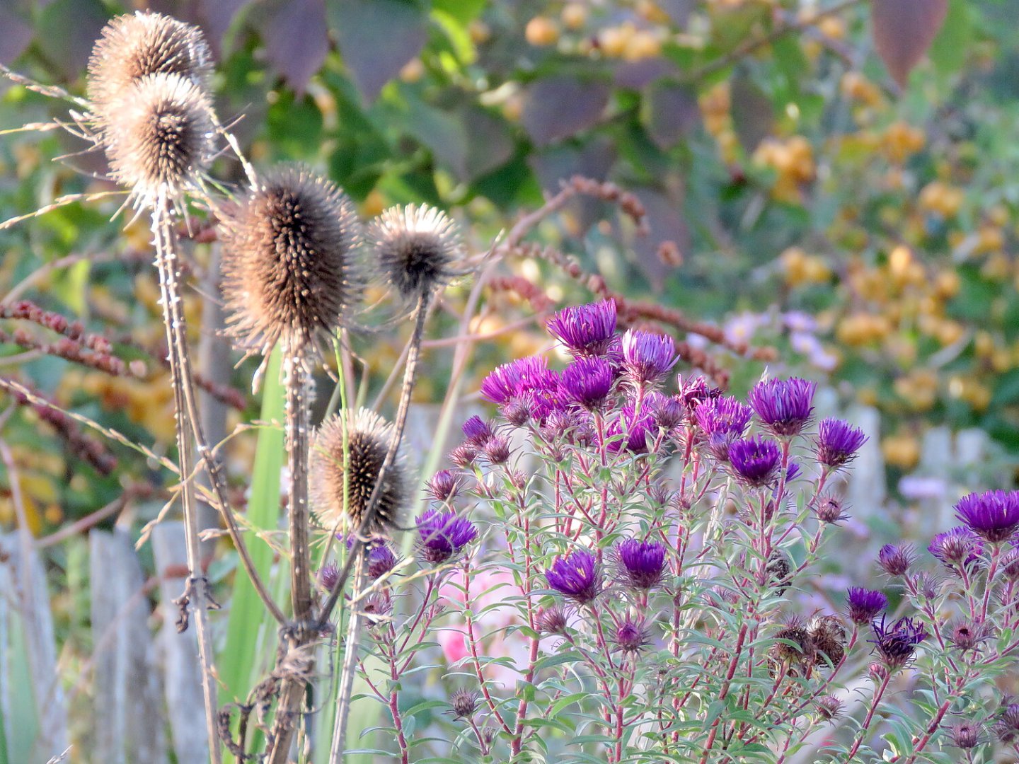 So schön ist der Herbst in Ostfriesland - Bild 17