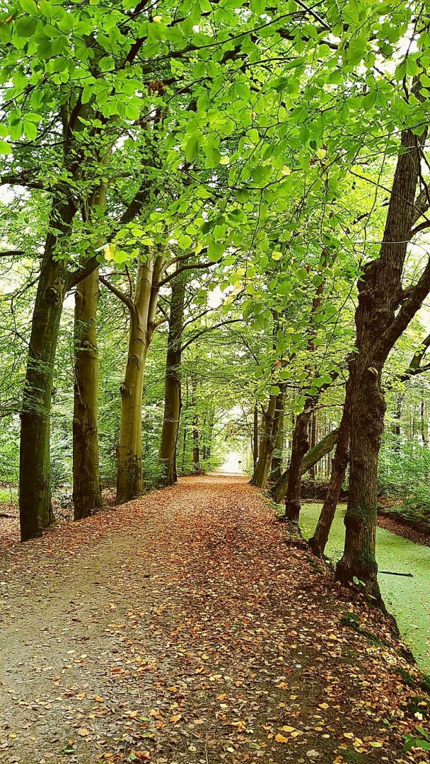 So schön ist der Herbst in Ostfriesland - Bild 31