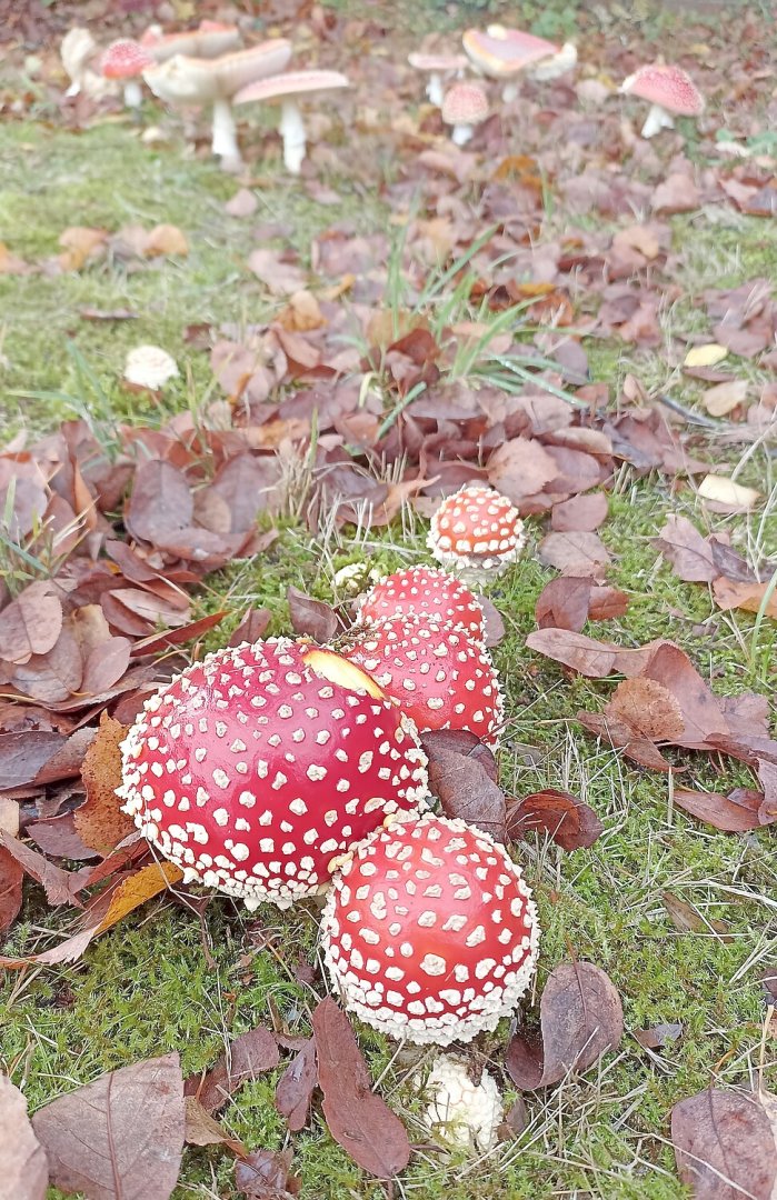 So schön ist der Herbst in Ostfriesland - Bild 49