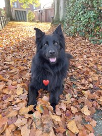 So schön ist der Herbst in Ostfriesland - Bild 70