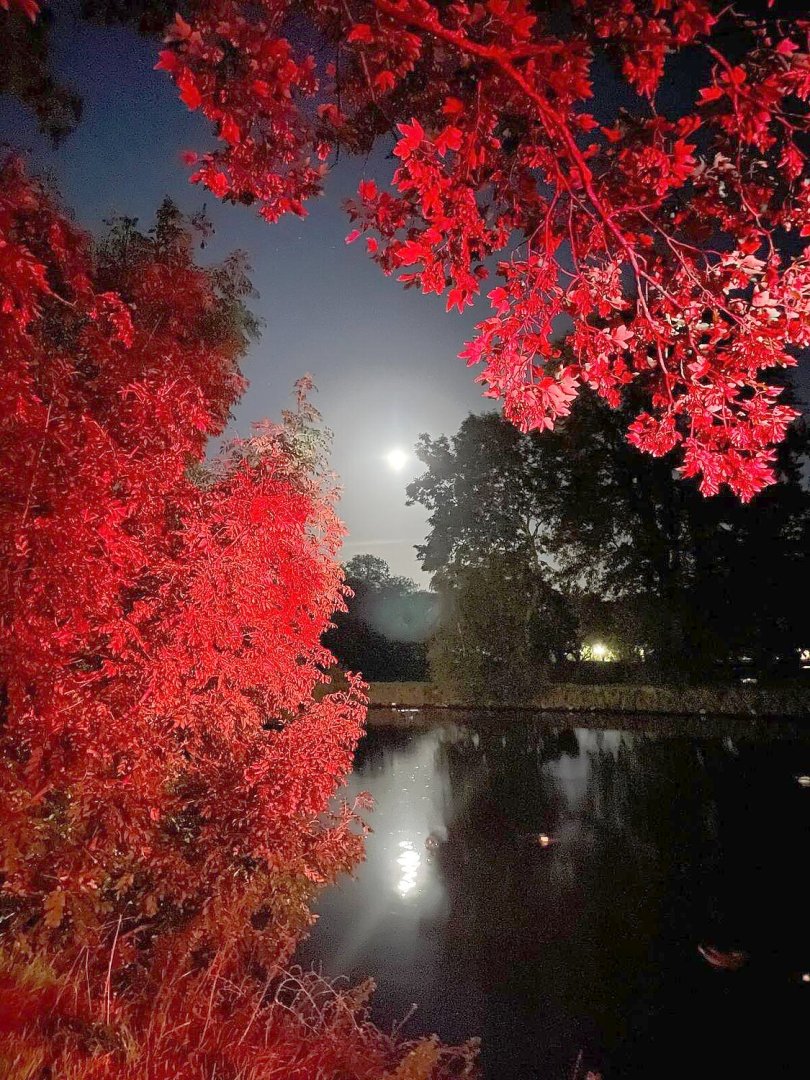 So schön ist der Herbst in Ostfriesland - Bild 85