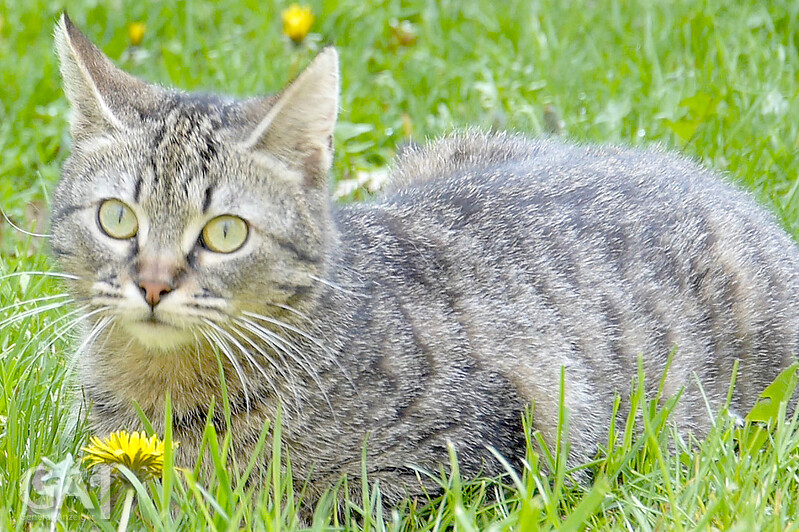 Katze Tiger sucht ein neues Zuhause - General-Anzeiger