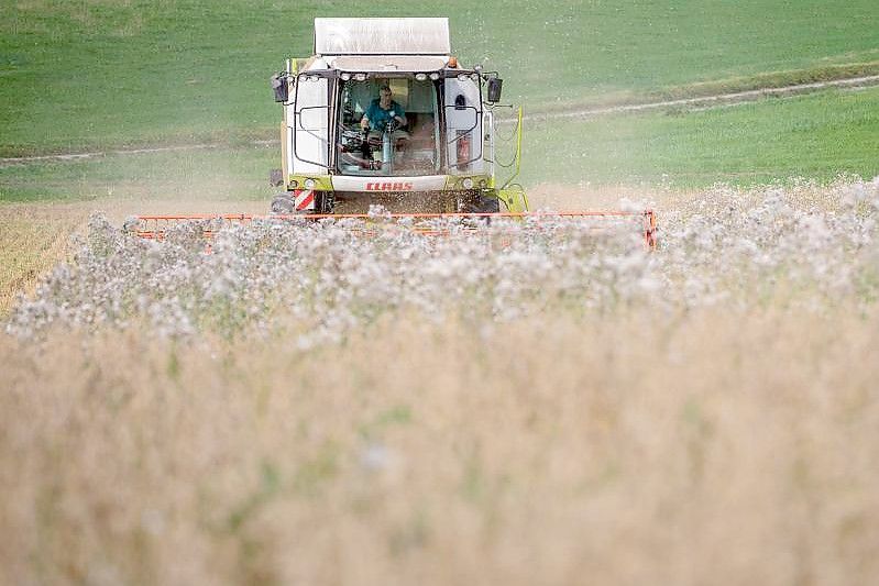 Ernte auf einem Haferfeld. Foto: Christoph Schmidt/dpa