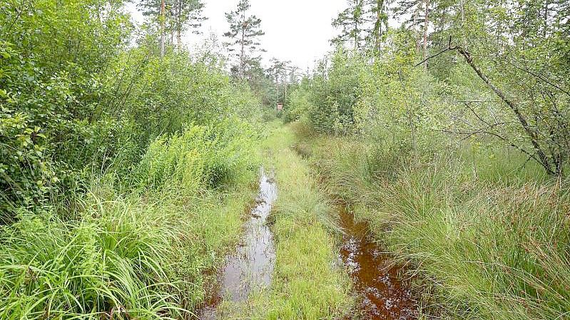 Ein vom Regen überschwemmter Waldweg im Degermoos. Das Moor im Allgäu an der Grenze von Baden-Württemberg und Bayern wurde über Jahrzehnte immer weiter ausgetrocknet. Foto: Karl-Josef Hildenbrand/dpa