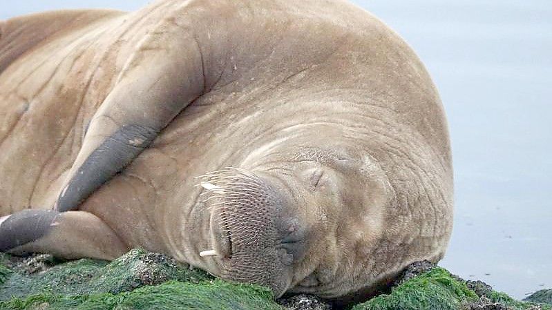 Auf der Nordsee-Insel Baltrum liegt ein Walross. Das Tier wurde auf einer breiten Buhne - einer Küstenschutzanlage - an der Westspitze der Insel gesichtet. Foto: Bärbel Nannen/Gemeinde- u. Kurverwaltung Baltrum/dpa