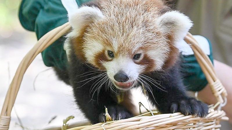 Es ist ein Junge. - Der kleine Rote Panda erkundet die Welt. Foto: Jens Kalaene/dpa-Zentralbild/ZB