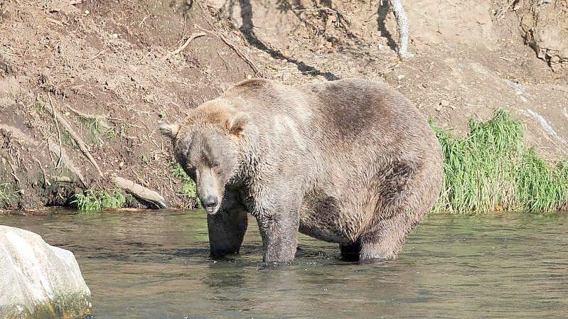 Otis, ein älterer Braunbär, ist Alaskas „Fat Bear“ 2021. Foto: -/Katmai Nationalpark /dpa