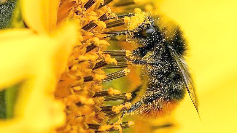 Eine mit Pollen bedeckte Hummel auf einer Sonnenblume. Foto: Jacob King/PA Wire/dpa