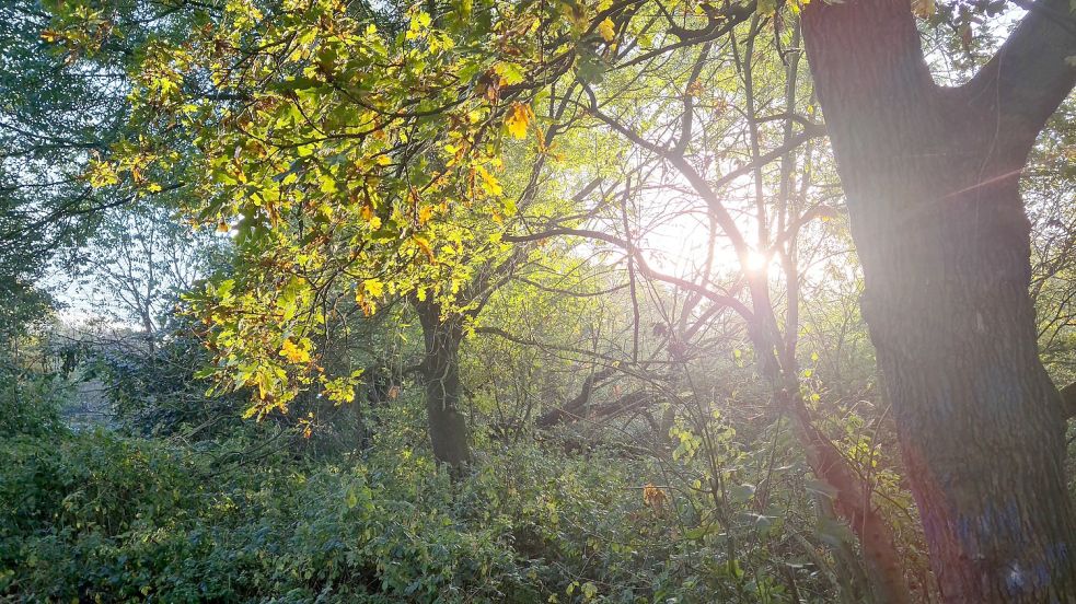 Während des Herbstes verfärben sich die Blätter der Bäume, aus dem satten Grün werden kräftige Gelb- und Rottöne. Foto: Ammermann