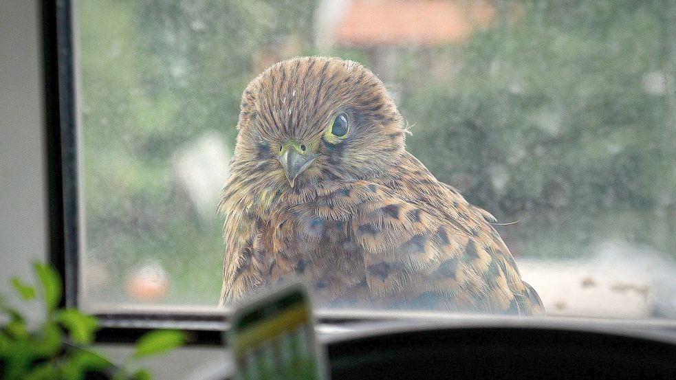 Ein Greifvogel schaut durch eine Fensterscheibe in ein Zimmer. Viele Vögel fliegen gegen das Glas und sterben. Symbolfoto: Pixabay