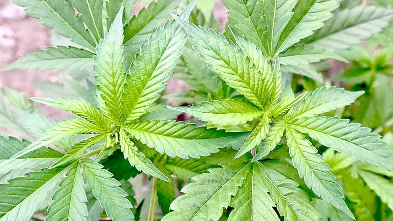 Der Cannabiskonsum bei jungen Erwachsenen ist zuletzt weiter gestiegen. Foto: Patrick Pleul/dpa-Zentralbild/dpa