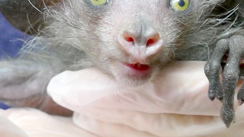 Ein im Grzimekhaus des Frankfurter Zoos geborenes Fingertier. Foto: --/Zoo Frankfurt /dpa