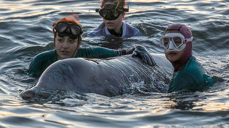 Ein Rettungsteam kümmert sich um den verletzten Wal, der gestrandet ist. Foto: Lefteris Partsalis/XinHua/dpa