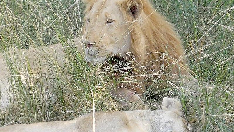 Zwei dösende Löwen im Gras: Mehr als jeder vierte männliche, ausgewachsene Löwe in Sambia hat einer Analyse zufolge Schrotkugeln im Schädel (27 Prozent). Foto: Simone A. Mayer/dpa /dpa