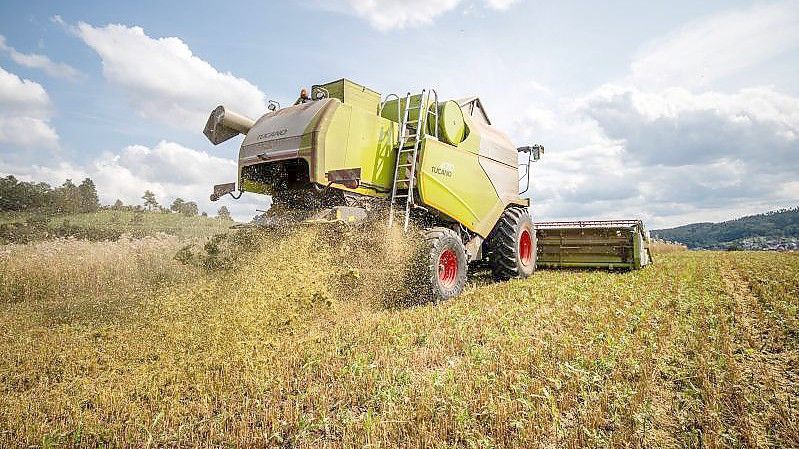 Ein Landwirt fährt bei der Getreideernte mit seinem Mähdrescher über ein Haferfeld. Eine starke Nachfrage insbesondere nach Getreide und Raps hat die Erzeugerpreise für landwirtschaftliche Produkte 2021 in die Höhe getrieben. Foto: Christoph Schmidt/dpa