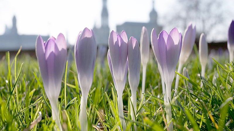 Krokusse vor der Kulisse der Dresdner Altstadt. Foto: Sebastian Kahnert/dpa-Zentralbild/dpa