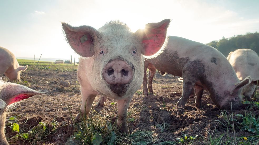 Vor allem die Produktion von Schweinefleisch geht zurück (Symbolbild). Foto: Unsplash/Pascal Debrunner