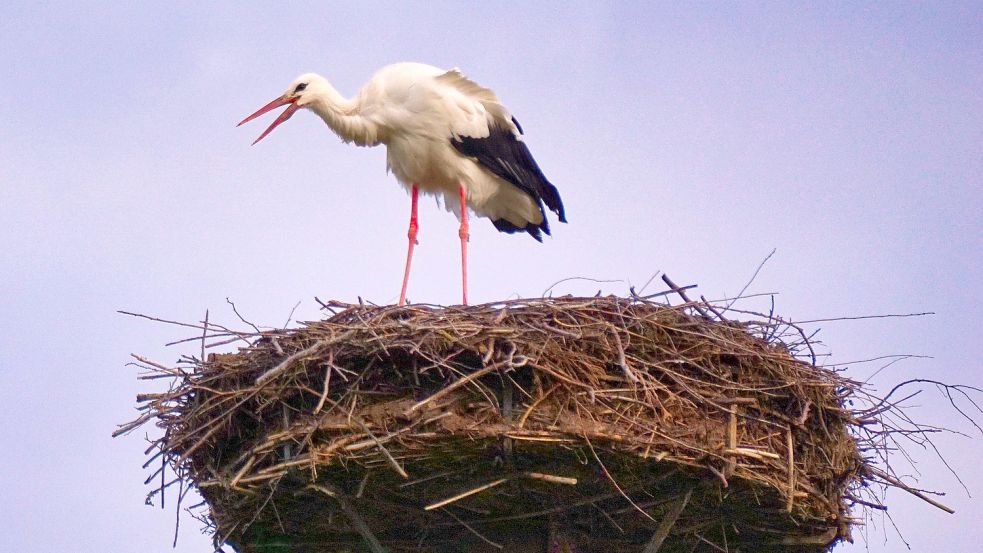 In Apen hat sich der erste Storch des Jahres im Nest an der Süderbäke niedergelassen. Fotos: privat