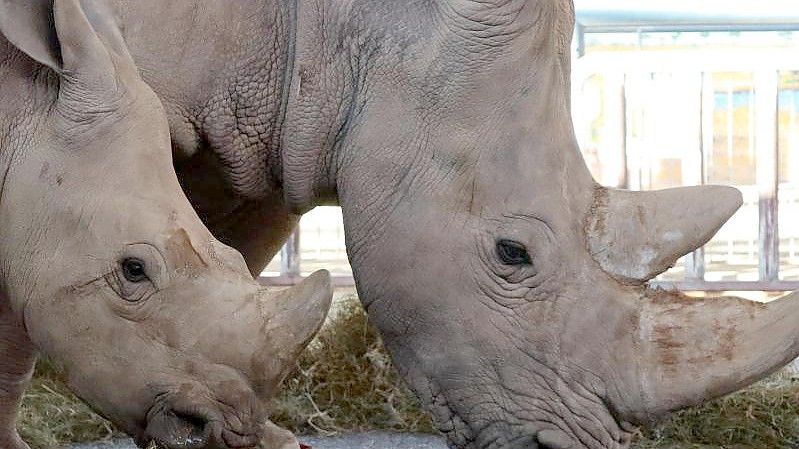 Nashornkuh Marcita mit Sohn Tayo (v) Anfang Februar m Zoopark Erfurt. Beide Tiere sind gestorben. Foto: ---/Thüringer Zoopark Erfurt/dpa