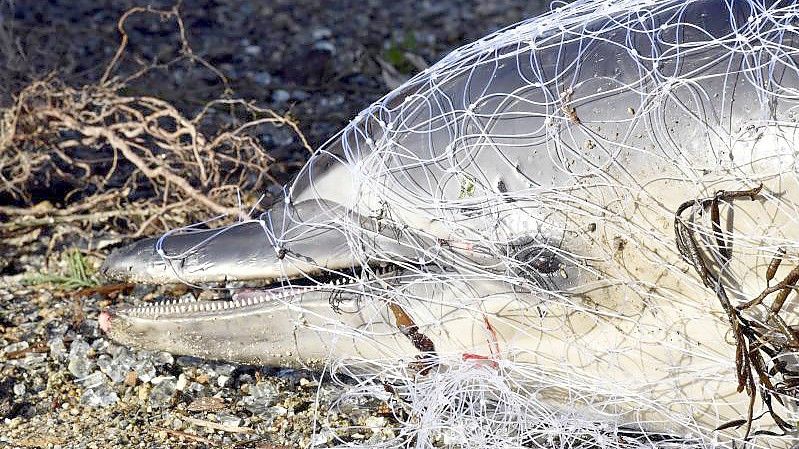 Jedes Jahr werden Hunderte Delfine an Frankreichs Stränden angespült, vorrangig an der Atlantikküste. Foto: Thierry Creux/Pelagis UAR3462 LRU/CNRS/dpa