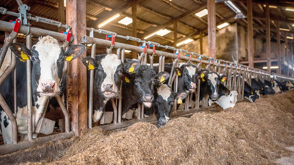 Für den Export bestimmte Kühe im Quarantänestall des VOST: Zuletzt hat der Viehvermarkter keine Tiere dorthin exportiert. Wie es weitergehen könnte, dazu äußern sich die Ostfriesen nicht konkret. Foto: Gebel/VOST