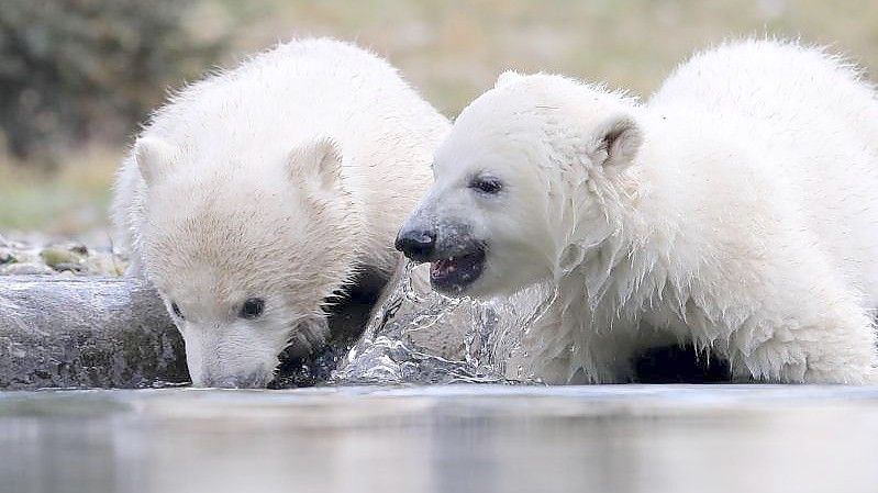 Nach ihrer Taufe zeigen sich die im November geborenen Eisbär-Zwillinge Kaja und Skadi zum ersten Mal den Zoobesuchern. Foto: Bernd Wüstneck/dpa-Zentralbild/dpa