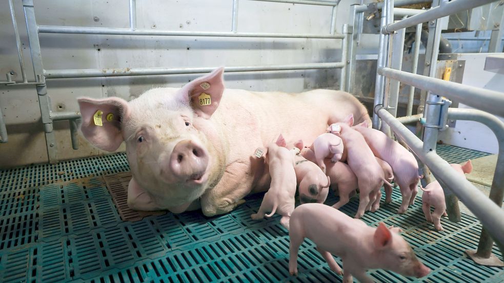 Blick in einen Schweinestall: Wie die Ställe der Zukunft aussehen ist noch unklar. Die FDP fordert, bürokratische Hürden beim Umbau aus dem Weg zu räumen. Foto: dpa