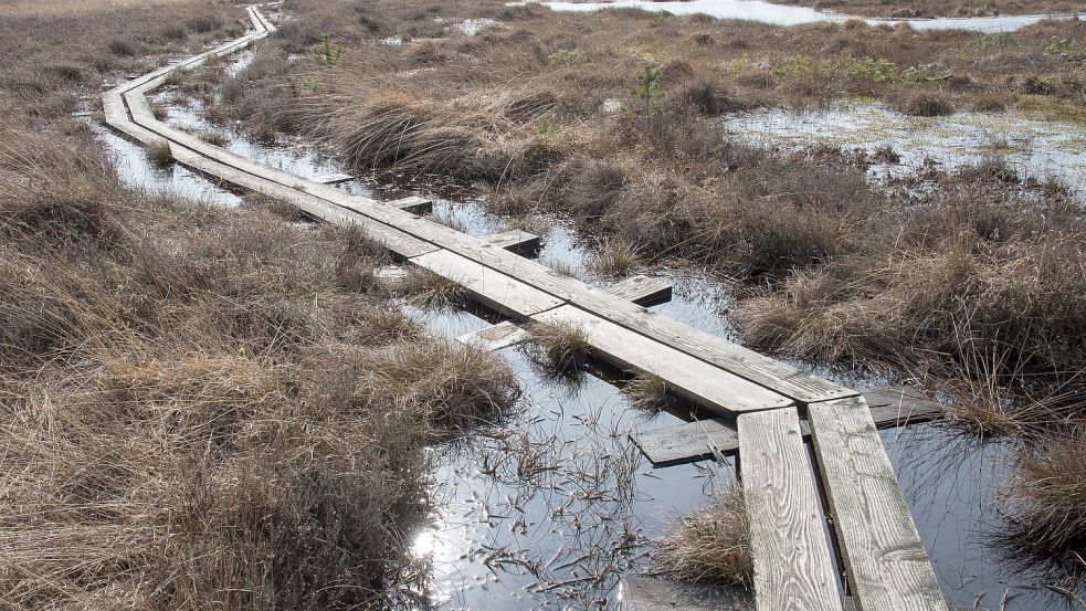 Das Moor trägt wichtigen Beitrag zum Klimaschutz. Symbolfoto Foto: dpa/Ingo Wagner