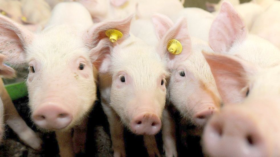 Corona und Afrikanische Schweinepest machten den Bauern in den zurückliegenden Monaten zu schaffen. Nun gibt es eine Einigung, wie ihnen geholfen werden soll. Foto: Ingo Wagner