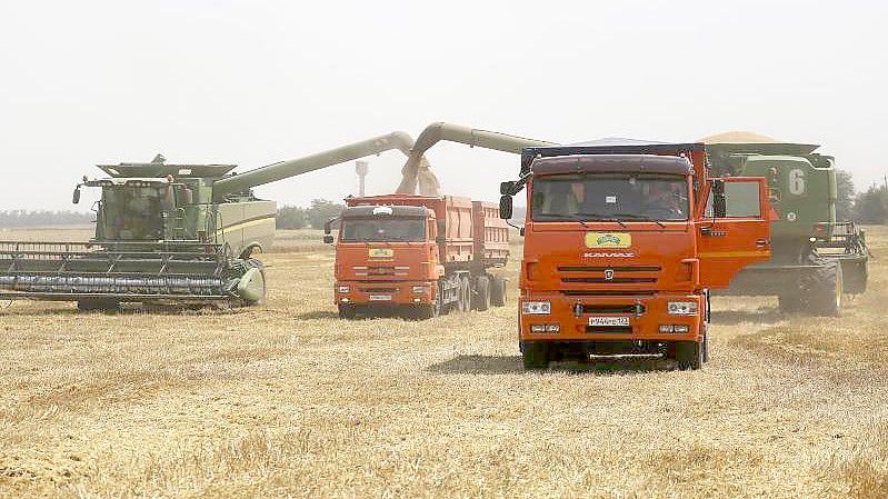 Landwirte ernten mit ihren Mähdreschern Weizen auf einem Weizenfeld in Südwestrussland. Baywa geht davon aus, dass in diesem Jahr ein erheblicher Teil der Getreideexporte aus Russland und der Ukraine ausfallen wird. Foto: Vitaly Timkiv/AP/dpa