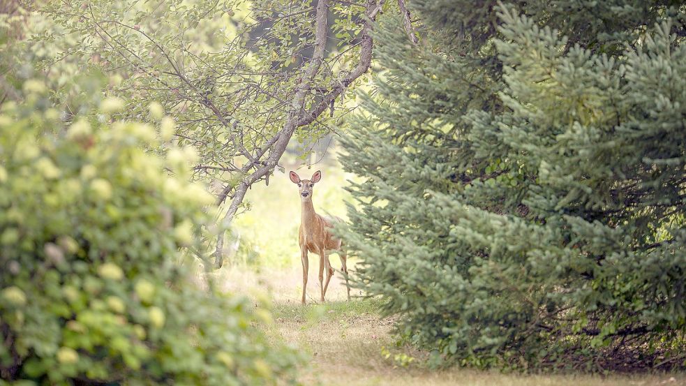 Rehe können Opfer von wildernden Hunden werden. Foto: Pixabay