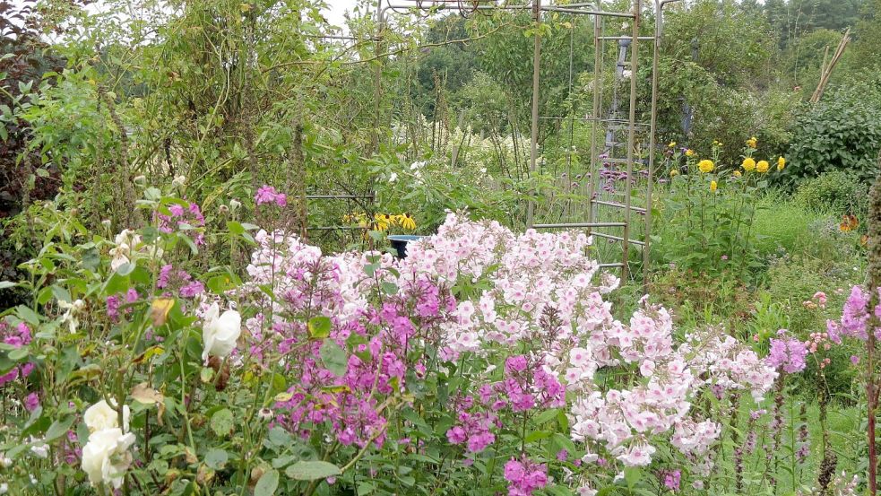 Phlox gehört im Garten zu den Pflanzenfamilien, die besonders schneckenfest sind. Foto: Berends-Lüürßen