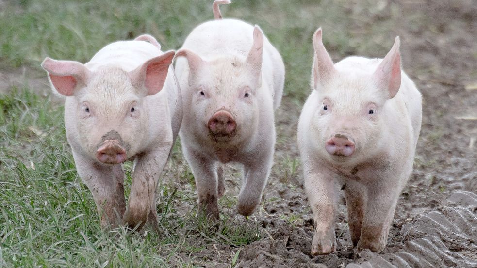 Die Pläne für das staatliche Tierhaltungskennzeichen kommen voran. Doch wie wird es aussehen? Möglicherweise orientiert sich das Bundeslandwirtschaftsministerium an der vierstufigen Haltungskennzeichnung bei Eiern. Foto: dpa