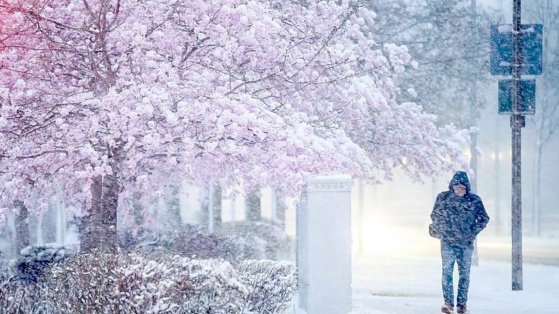 Schnee liegt auf einem blühenden Zierkirschbaum in der Region Hannover. Foto: Julian Stratenschulte/dpa