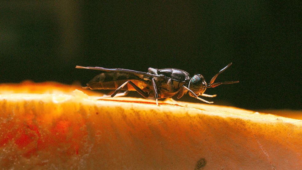 So sieht die Schwarze Soldatenfliege aus, die in den automatisierten Farmen im industriellen Stil gezüchtet werden soll. Foto: Corosect