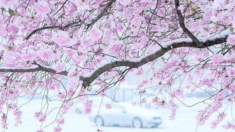 Schnee liegt auf einer blühenden Zierkirsche in der Region Hannover. Foto: Julian Stratenschulte/dpa