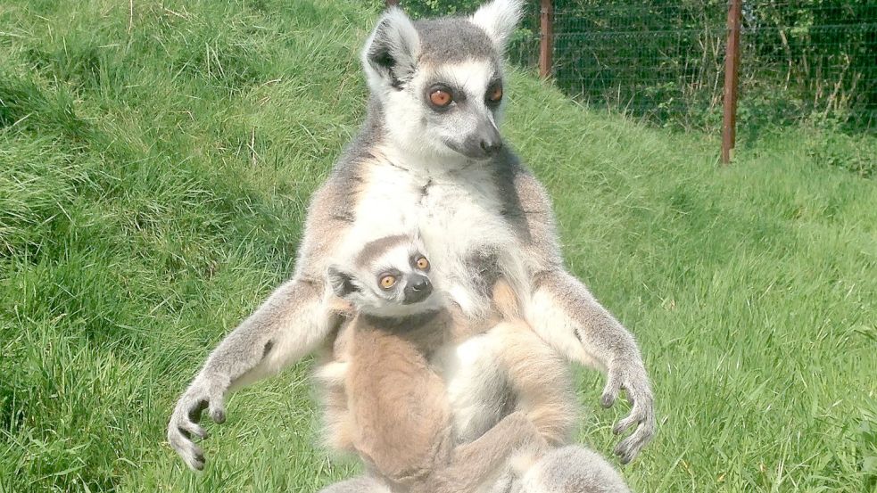 Neues Mitglied in der Tierpark-Familie: Katta-Mama „Chiwanga“ hat Nachwuchs bekommen. Foto: Tier- und Freizeitpark Thüle / Pille