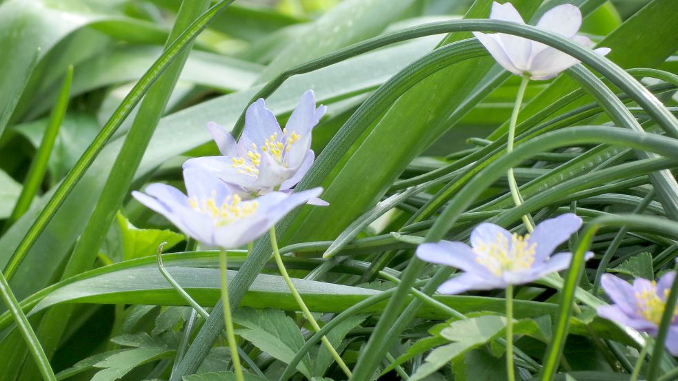 Anemone nemorosa Robinsniana - das Buschwindröschen. Foto: Berends-Lüürßen