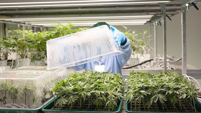 Cannabis-Jungpflanzen wachsen in einem Vegetationsraum des Pharmaunternehmens Demecan. Foto: Sebastian Kahnert/dpa-Zentralbild/dpa